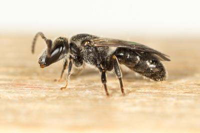  Lasioglossum Curtis, 1833