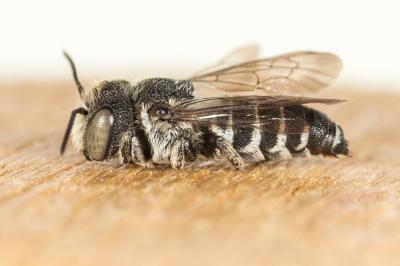  Coelioxys Latreille, 1809