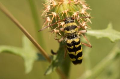  Plagionotus floralis (Pallas, 1773)