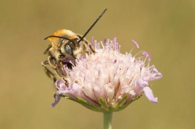Eucère striée Tetraloniella strigata (Lepeletier, 1841)