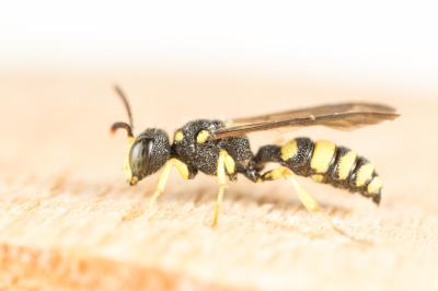  Cerceris rybyensis (Linnaeus, 1771)