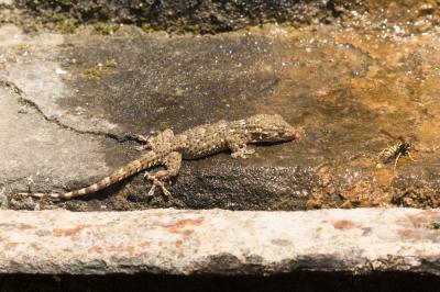 Tarente de Maurétanie Tarentola mauritanica (Linnaeus, 1758)