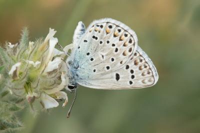Azuré de l'Adragant (L'), Azuré du Plantain (L'),  Polyommatus escheri (Hübner, 1823)