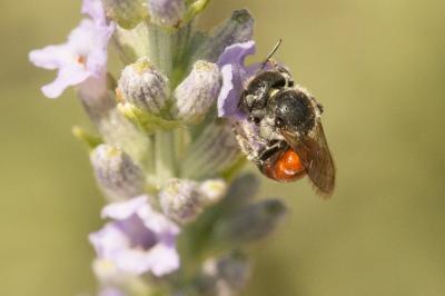  Osmia andrenoides Spinola, 1808