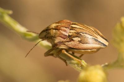  Odontotarsus purpureolineatus (Rossi, 1790)