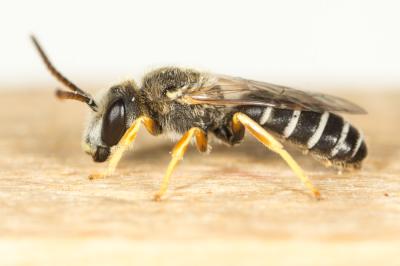  Halictus langobardicus Blüthgen, 1944
