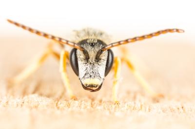  Halictus langobardicus Blüthgen, 1944