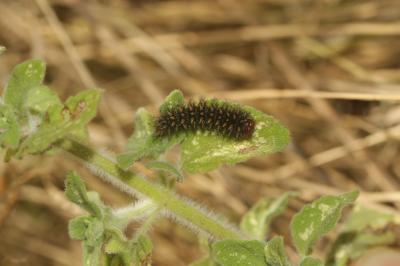 Mélitée du Plantain (La), Déesse à ceinturons (La) Melitaea cinxia (Linnaeus, 1758)