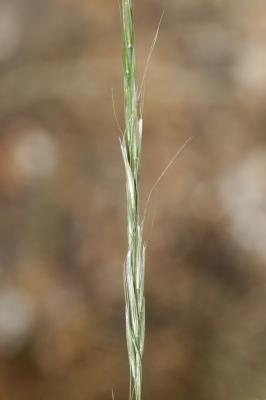 Plumet faux brome, Stipe faux Brome Achnatherum bromoides (L.) P.Beauv., 1812