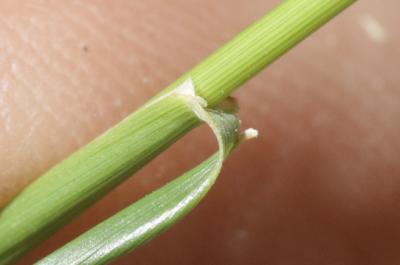 Plumet faux brome, Stipe faux Brome Achnatherum bromoides (L.) P.Beauv., 1812