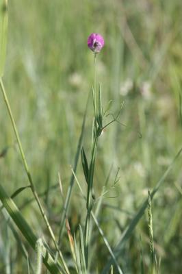 Gesse hérissée, Gesse hirsute Lathyrus hirsutus L., 1753
