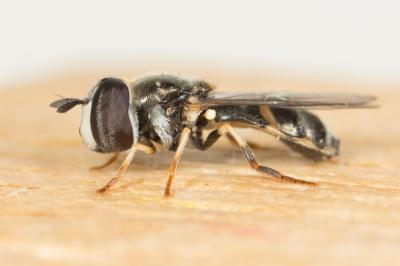  Paragus quadrifasciatus Meigen, 1822