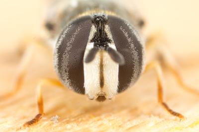  Paragus quadrifasciatus Meigen, 1822