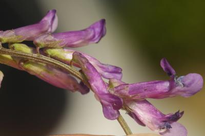  Vicia eriocarpa (Hausskn.) Halácsy, 1900