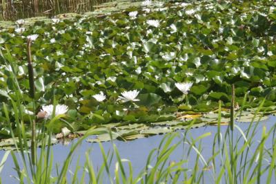 Nénuphar blanc, Lys des étangs Nymphaea alba L., 1753