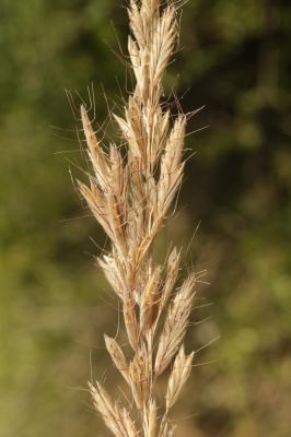 Brome lancéolé Bromus lanceolatus Roth, 1797