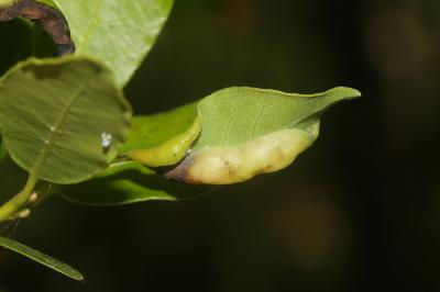 Psylle du laurier Lauritrioza alacris (Flor, 1861)