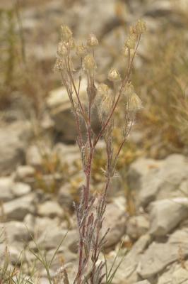 Potentille velue Potentilla hirta L., 1753