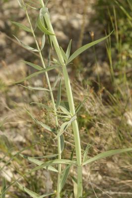 Centranthe de Lecoq Centranthus lecoqii Jord., 1852