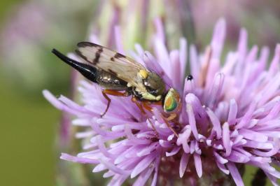  Urophora stylata (Fabricius, 1775)