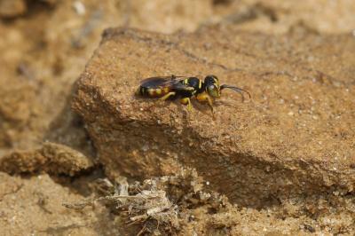  Dinetus pictus (Fabricius, 1793)