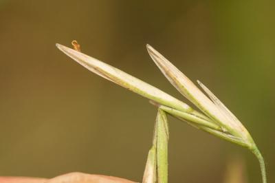 Brome sans arêtes Bromopsis inermis (Leyss.) Holub, 1973