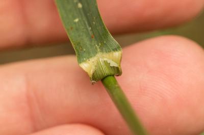 Brome sans arêtes Bromopsis inermis (Leyss.) Holub, 1973
