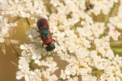 Guêpe-coucou Chrysididae Latreille, 1802