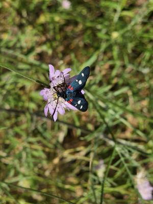Zygène de la Coronille variée (La), Zygène de la C Zygaena ephialtes (Linnaeus, 1767)