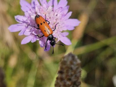 Mylabre à quatre points Mylabris quadripunctata (Linnaeus, 1767)