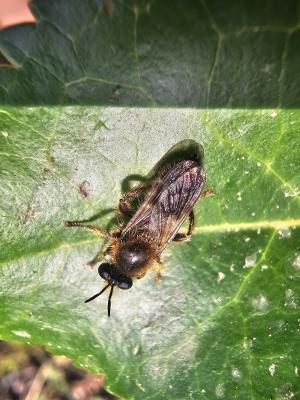  Choerades fuliginosa (Panzer, 1798)