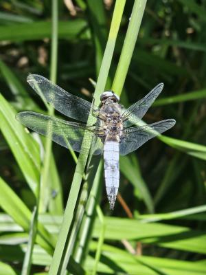 Libellule fauve (La) Libellula fulva O.F. Müller, 1764