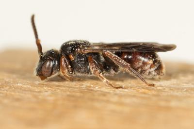  Nomada Scopoli, 1770