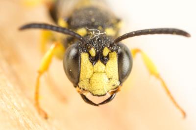  Cerceris Latreille, 1802
