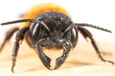  Megachile sculpturalis Smith, 1853
