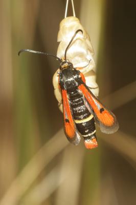 Sésie de l'Oseille (La) Pyropteron chrysidiforme (Esper, 1782)