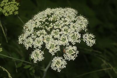 Laser à feuilles larges, Laser blanc Laserpitium latifolium L., 1753