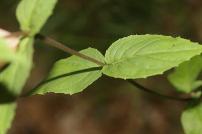 Épilobe des montagnes Epilobium montanum L., 1753