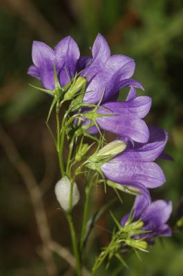 Campanule droite Campanula scheuchzeri subsp. lanceolata (Lapeyr.) J.-M.Tison, 2010
