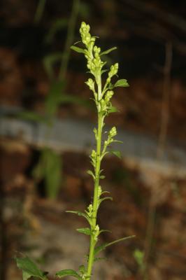 Solidage verge d'or, Herbe des Juifs Solidago virgaurea L., 1753