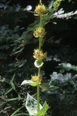 Gentiane jaune Gentiana lutea L., 1753