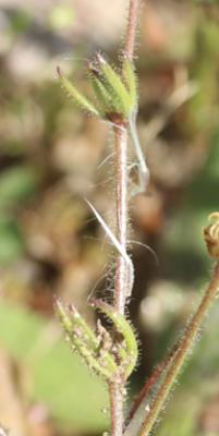 Spergule des champs, Espargoutte des champs, Sparg Spergula arvensis L., 1753