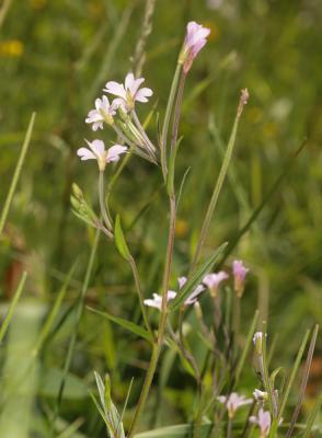 Épilobe des marais Epilobium palustre L., 1753