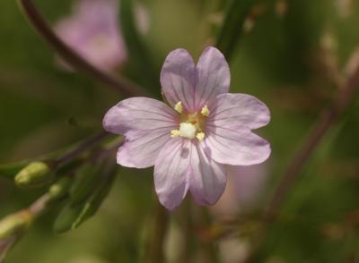 Épilobe des marais Epilobium palustre L., 1753
