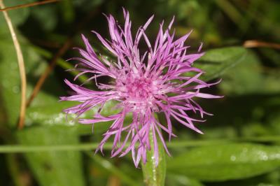 Centaurée de Debeaux Centaurea decipiens Thuill., 1799