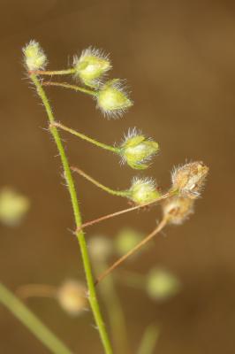 Hélianthème taché Tuberaria guttata (L.) Fourr., 1868
