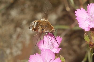 Bombylius cruciatus Fabricius, 1798