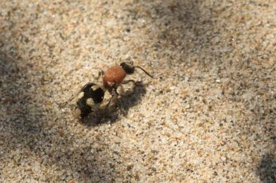  Mutillidae Latreille, 1802