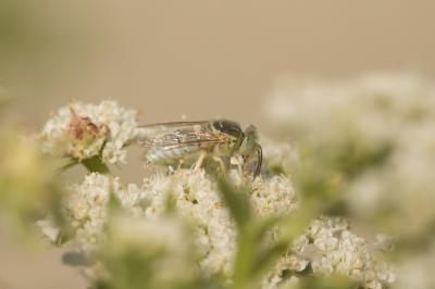  Bembix olivacea Fabricius, 1787