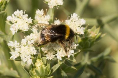 Bourdon terrestre (Le) Bombus terrestris (Linnaeus, 1758)